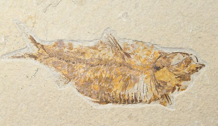 Bargain Knightia Fossil Fish - Wyoming #16477